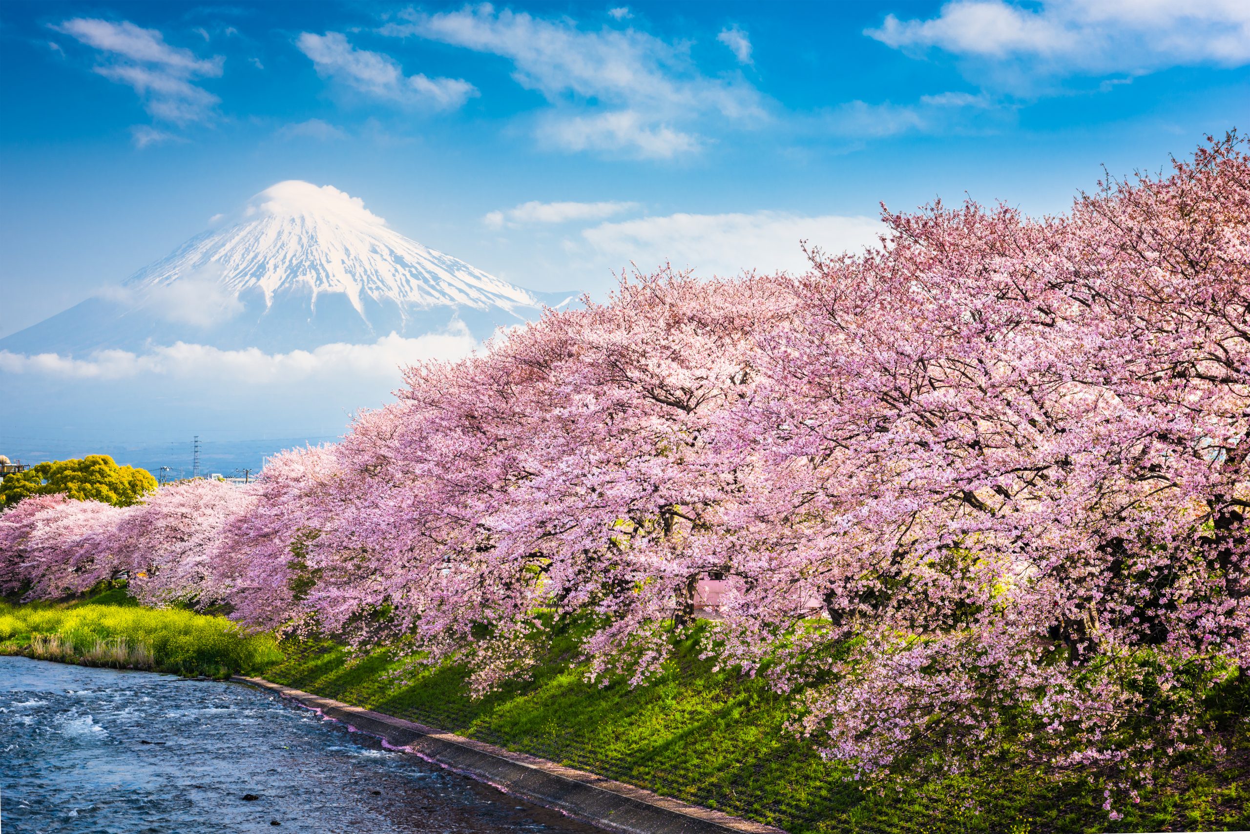 Japan Spring